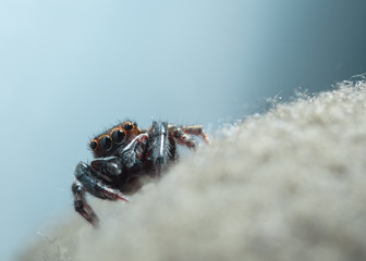 House jumping spider on a fabric macro shot shot. 