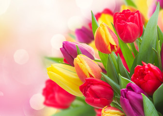 bouquet of  yellow, purple and red  tulips