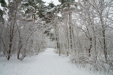 Fototapeta premium Winter forest in the snow. Trees and bushes in the snow. Snow on the branches of trees. Frosty, winter forest.