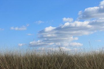 grass and sky