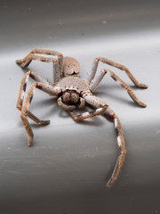 Huntsman Spider (Holconia montana)