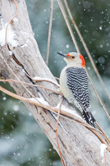 Red Bellied Woodpecker