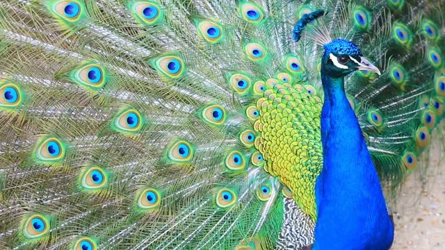Close-up footage of a beautiful peacock