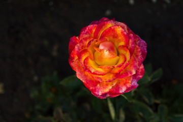 Rose flower in the evening in the garden. Red-orange petals. Delicate flower on a background of green leaves.