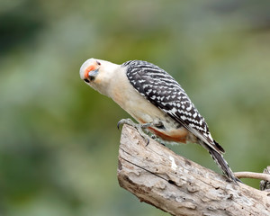 Red Bellied Woodpecker