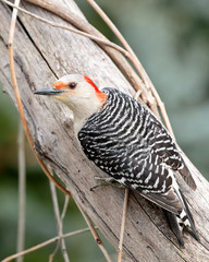 Red Bellied Woodpecker
