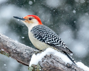 Red Bellied Woodpecker