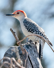 Red Bellied Woodpecker