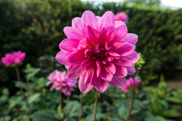 pink fuschia Dahlias sub-tropical flowers indigenous to Mexico and parts of Central America in a outdoor garden