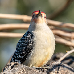 Red Bellied Woodpecker