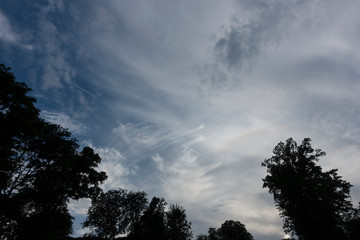 blue day sky with foliage of tree tops looking up