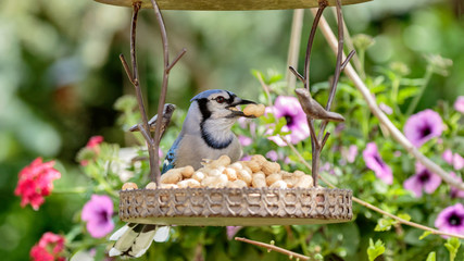 Blue Jay