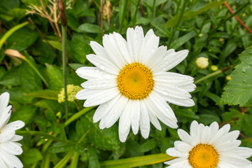 Obraz premium daisies white Petals smooth and flat with orange center