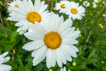 Fototapeta premium wet white flowers from the rain in a meadow garden