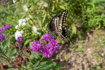 Aster genus of perennial flowering plants with Black Swallowtail (Papilio polyxenes) butterfly
