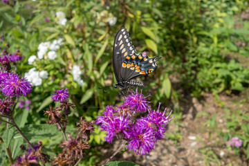 Aster genus of perennial flowering plants with Black Swallowtail (Papilio polyxenes) butterfly
