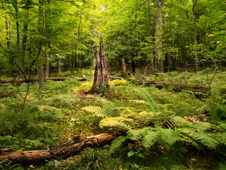 Fototapeta premium A stump still rises in a beautiful green forest of trees and ferns glowing in the sunlight