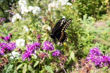 Fototapeta na wymiar Aster genus of perennial flowering plants with Black Swallowtail (Papilio polyxenes) butterfly