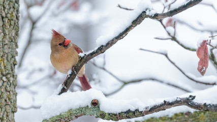 Female Cardinal in the Snow