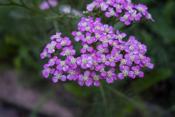 small cluster of purple flowers in a green outside meadow, Yarrow (white-purple) Achillea millefolium var © Mirror-images