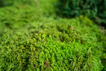 close up of bright green moss