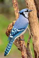 Blue Jay