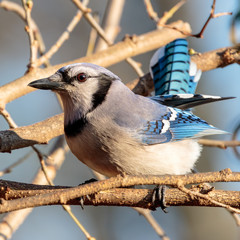 Blue Jay