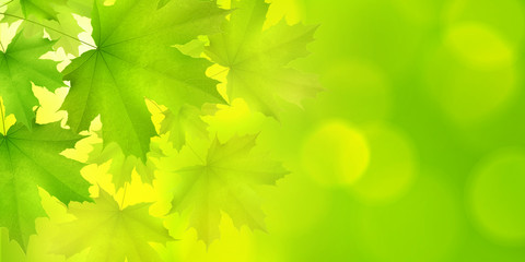 Natural green horizontal rectangular background with maple leaves and tree branches, vector summer spring background