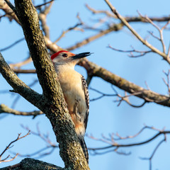 Red Bellied Woodpecker