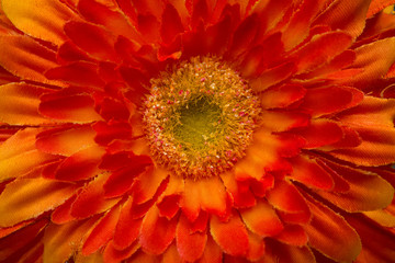 Fake not real man made, colored fabric flower