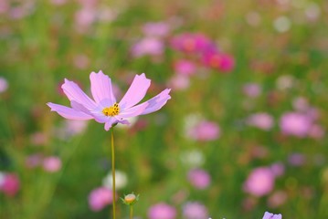 Fototapeta premium cosmos flowers nature garden leaf focus blur vintage tone