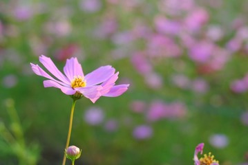 cosmos flowers nature garden leaf focus blur vintage tone