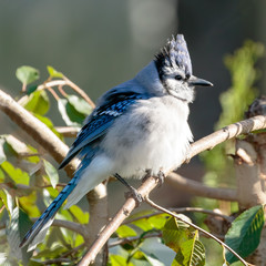 Blue Jay