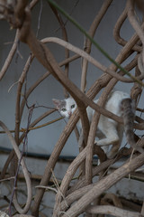 Cat and tree