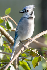 Blue Jay