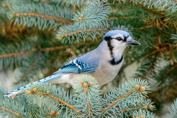 Blue Jay