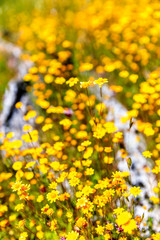 Yellow, Tiny Flowers in Field