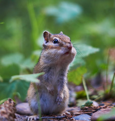 Very beatifull chipmunk