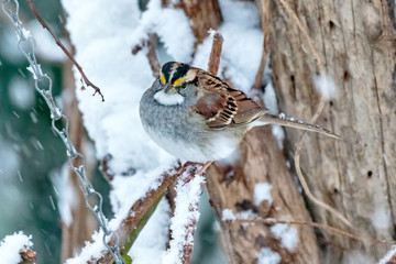 White Throated Sparrow