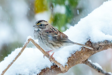 White Throated Sparrow