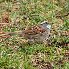 White Throated Sparrow
