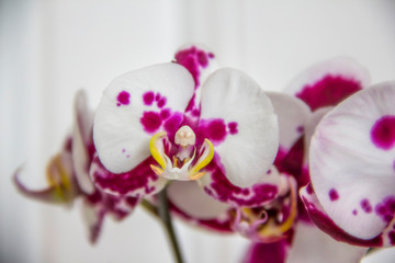 closeup of a white and purple orchid