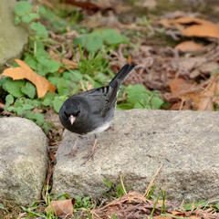 Dark Eyed Junco
