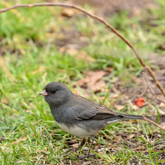 Dark Eyed Junco