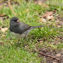 Dark Eyed Junco
