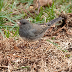 Dark Eyed Junco