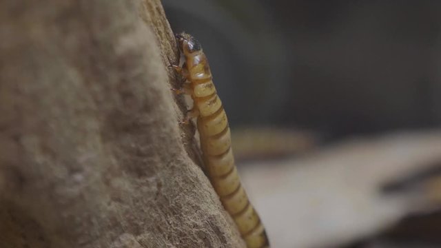 Yellow worm Mini Mealworms (Tenebrio molitor) from tree twig .