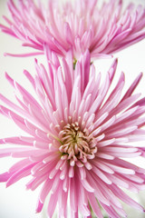 center of a pink chrysanthemum flower