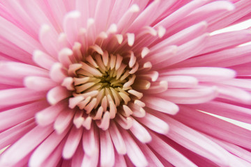 center of a pink chrysanthemum flower