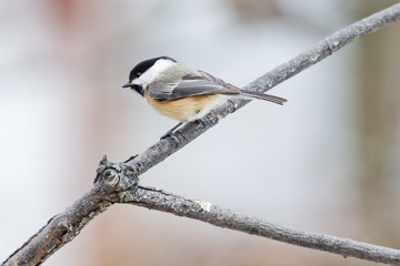 Black Capped Chickadee